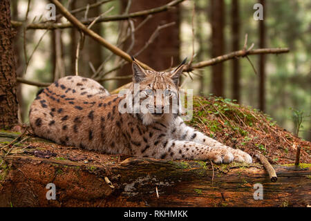 Lynx eurasien portant sur l'arbre tombé dans la forêt d'automne avec l'arrière-plan flou. Banque D'Images