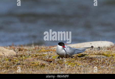 Seule la Sterne arctique (Sterna paradisaea), assis, dans la toundra arctique et en regardant autour, près de Arviat, Nunavut, Canada Banque D'Images