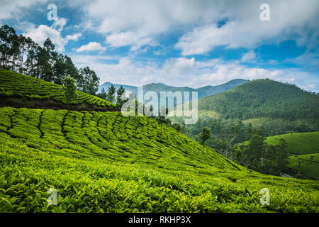 La plantation de thé dans la région de Hill Station à Munnar, Kerala, Inde Banque D'Images