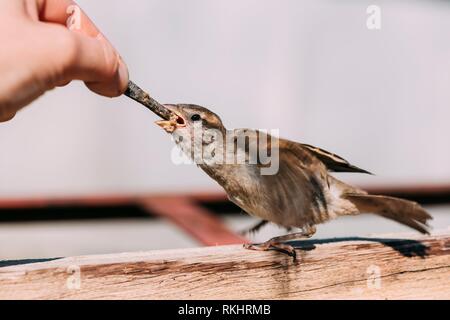 L'alimentation des jeunes chick, Bird House Sparrow Passer domesticus Yellow-Beaked.