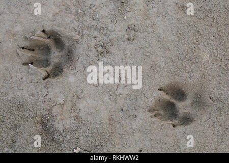 Le renard roux (Vulpes vulpes) close-up d'empreintes de pas dans le sable humide / boue Banque D'Images