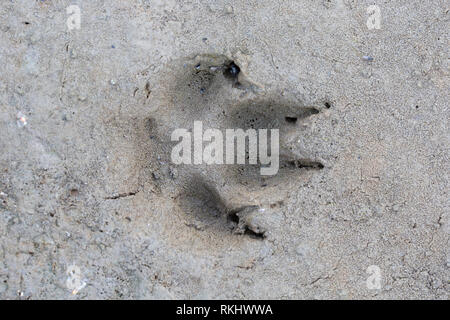 Le renard roux (Vulpes vulpes) gros plan de l'encombrement dans le sable humide / boue Banque D'Images