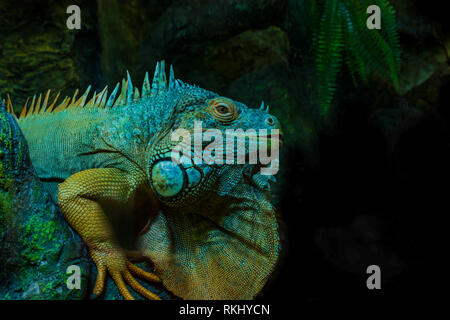 Mâle iguane close up sur fond sombre. Banque D'Images