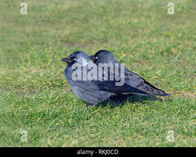 Jackdaw Corvus monedula se nourrissant sur les terres agricoles Norfolk Royaume-Uni Banque D'Images