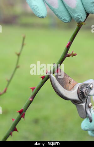Rosa. La fin de l'hiver, taille de rosier anglais arbustif à juste au-dessus de nouveau bud - Janvier, UK Banque D'Images