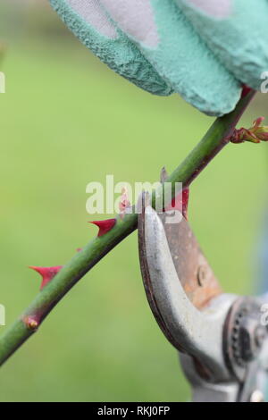 Rosa. La fin de l'hiver, taille de rosier anglais arbustif à juste au-dessus de nouveau bud - Janvier, UK Banque D'Images