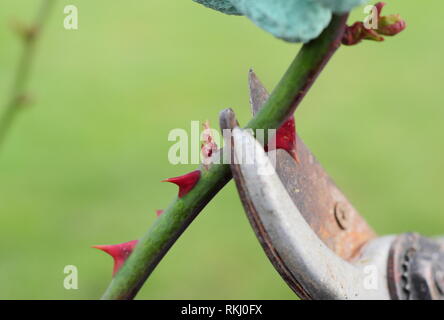 Rosa. L'émondage rosier anglais arbustif roses à la fin de l'hiver à juste au-dessus de nouveau bud - Janvier, UK Banque D'Images