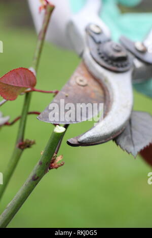 Rosa. La fin de l'hiver, taille de rosier anglais arbustif à juste au-dessus de nouveau bud - Janvier, UK Banque D'Images