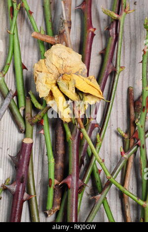 Rosa. Détails des coupures de l'élagage rose en hiver, UK Banque D'Images