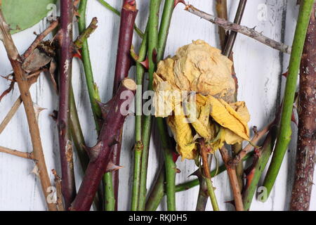 Rosa. Détails des coupures de l'élagage rose en hiver, UK Banque D'Images