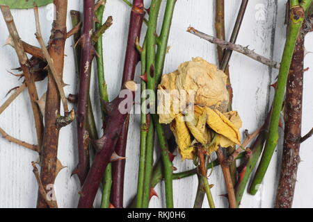 Rosa. Détails des coupures de l'élagage rose en hiver, UK Banque D'Images