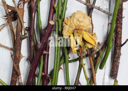 Rosa. Détails des coupures de l'élagage rose en hiver, UK Banque D'Images