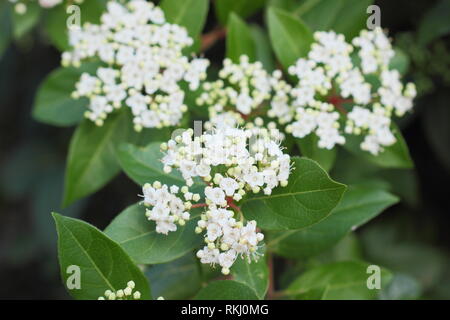 Viburnum tinus 'Blanc' fleurs d'hiver français. Également appelé 'Laurustinus 'Blanc' français - février, UK. Aga Banque D'Images