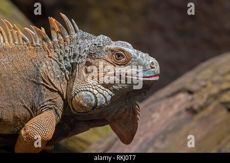 Iguana sitting on tree trunk profiter du soleil Banque D'Images