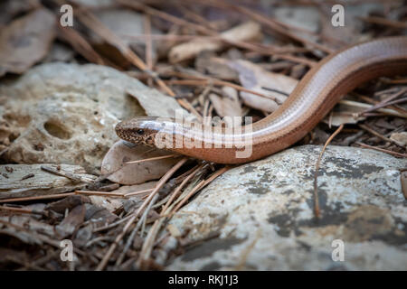 Libre d'une lente-worm (Anguis fragilis) sur le terrain entre les pierres et les aiguilles de pin Banque D'Images