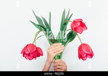 Woman's hands holding bouquet de belles tulipes roses sur fond blanc, close-up de capitules. Banque D'Images