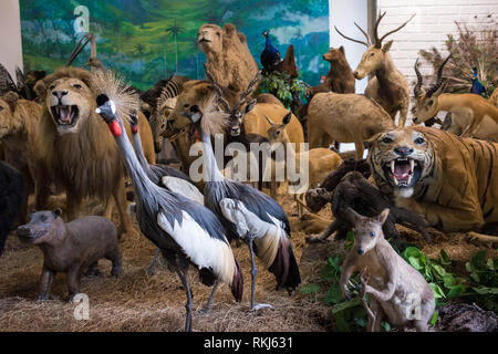 Medellin, Antioquia, Colombie : Musée des Sciences Naturelles, Université de Antioquia. Banque D'Images