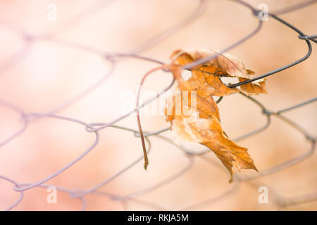 Grillage de séparation à sec avec feuille d'érable. Un plan macro. Arrière-plan flou Banque D'Images