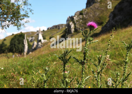 Paysage d'été / Eselsburger Tal (Allemagne) . Banque D'Images