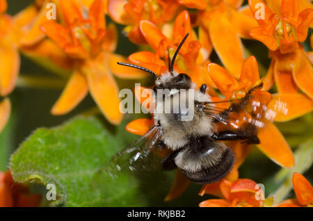 Digger Bee, Anthophora sp., en vol au dessus de l'orange, de l'asclépiade Asclepias tuberosa Banque D'Images