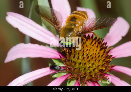 Horse Fly, Esenbeckia incisuralis, homme sur l'échinacée, l'échinacée angustifolia Banque D'Images