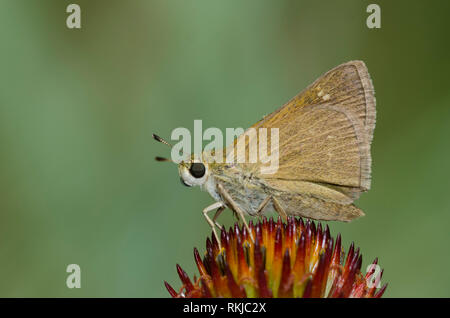 Skipper crossline, Limochores origenes, sur coneflower pourpre, Echinacea angustifolia Banque D'Images