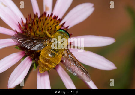 Horse Fly, Esenbeckia incisuralis, sur l'échinacée, Echinacea angustifolia Banque D'Images