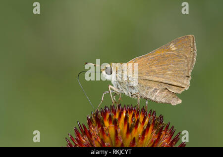 Skipper crossline, Limochores origenes, sur coneflower pourpre, Echinacea angustifolia Banque D'Images