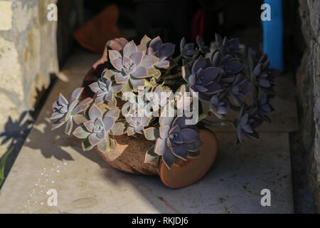 / Echeveria Echeveria est une espèce de plantes à fleurs de la famille Crassulacées Banque D'Images