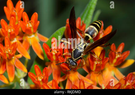 Guêpe à papier nordique, Polistes fuscatus, sur la laitouade orange, Asclepias tuberosa Banque D'Images