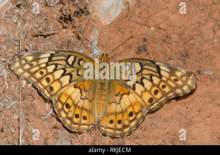 Variegated Fritillary, Euptoieta claudia Banque D'Images