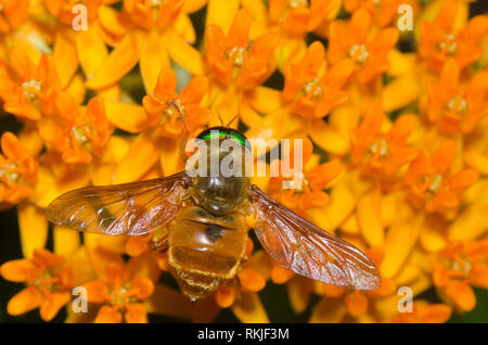 Horse Fly, Esenbeckia incisuralis, sur l'orange, de l'asclépiade (Asclepias tuberosa Banque D'Images