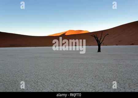 Camelthorn arbres antiques sur pan, Deadvlei, Namibie, Afrique du Sud Banque D'Images