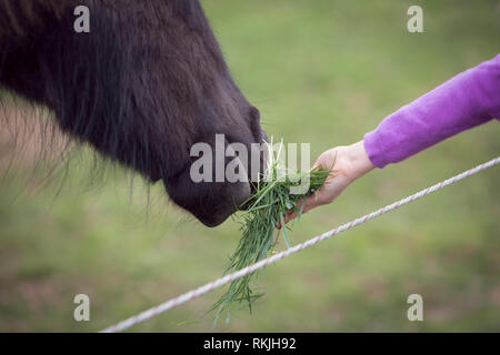 Close-up de l'enfant tenant sa main sur l'herbe pour nourrir un cheval Banque D'Images