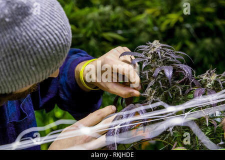 Le cannabis légal salle de développer la culture de la marijuana - Culture et ses plantes contrôle agriculteur Banque D'Images