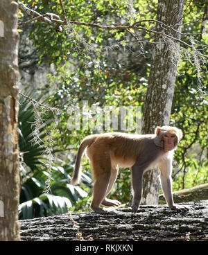 Silver Springs, Floride, USA. Feb 11 2019. Un singe macaque rhésus marche sur un arbre le long de la rivière d'argent de Silver Springs State Park le 11 février 2019 à Silver Springs, en Floride. Le parc abrite au moins 300 des primates, qui sont originaire d'Asie et sont des descendants d'un petit groupe d'animaux qui s'enfuit dans la forêt après avoir été portées à la région dans les années 1930 et 1940 comme une attraction touristique. Crédit : Paul Hennessy/Alamy Live News Banque D'Images