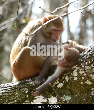 Silver Springs, Floride, USA. Feb 11 2019. Un singe macaque rhésus adultes mariés à un autre sur un arbre le long de la rivière d'argent de Silver Springs State Park le 11 février 2019 à Silver Springs, en Floride. Le parc abrite au moins 300 des primates, qui sont originaire d'Asie et sont des descendants d'un petit groupe d'animaux qui s'enfuit dans la forêt après avoir été portées à la région dans les années 1930 et 1940 comme une attraction touristique. Crédit : Paul Hennessy/Alamy Live News Banque D'Images