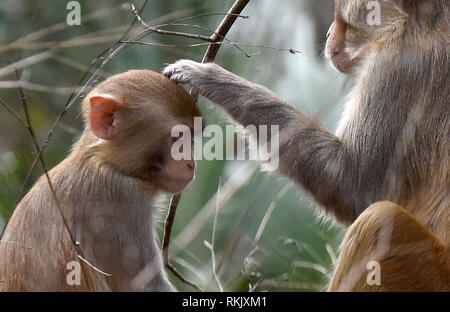 Silver Springs, Floride, USA. Feb 11 2019. Un jeune singe macaque rhésus est soigné par un adulte le long de la rivière d'argent de Silver Springs State Park le 11 février 2019 à Silver Springs, en Floride. Le parc abrite au moins 300 des primates, qui sont originaire d'Asie et sont des descendants d'un petit groupe d'animaux qui s'enfuit dans la forêt après avoir été portées à la région dans les années 1930 et 1940 comme une attraction touristique. Crédit : Paul Hennessy/Alamy Live News Banque D'Images