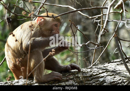 Silver Springs, Floride, USA. Feb 11 2019. Un singe macaque rhésus rss alors qu'il était assis sur un arbre le long de la rivière d'argent de Silver Springs State Park le 11 février 2019 à Silver Springs, en Floride. Le parc abrite au moins 300 des primates, qui sont originaire d'Asie et sont des descendants d'un petit groupe d'animaux qui s'enfuit dans la forêt après avoir été portées à la région dans les années 1930 et 1940 comme une attraction touristique. Crédit : Paul Hennessy/Alamy Live News Banque D'Images