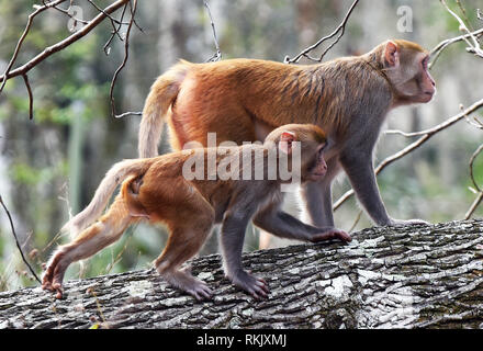 Silver Springs, Floride, USA. Feb 11 2019. Les singes macaques rhésus deux marcher sur un arbre le long de la rivière d'argent de Silver Springs State Park le 11 février 2019 à Silver Springs, en Floride. Le parc abrite au moins 300 des primates, qui sont originaire d'Asie et sont des descendants d'un petit groupe d'animaux qui s'enfuit dans la forêt après avoir été portées à la région dans les années 1930 et 1940 comme une attraction touristique. Crédit : Paul Hennessy/Alamy Live News Banque D'Images