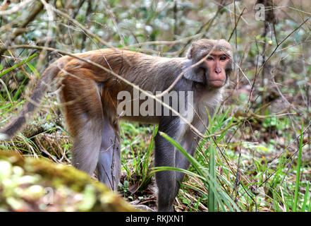 Silver Springs, Floride, USA. Feb 11 2019. Un singe macaque rhésus cherche de la nourriture le long de la rivière d'argent de Silver Springs State Park le 11 février 2019 à Silver Springs, en Floride. Le parc abrite au moins 300 des primates, qui sont originaire d'Asie et sont des descendants d'un petit groupe d'animaux qui s'enfuit dans la forêt après avoir été portées à la région dans les années 1930 et 1940 comme une attraction touristique. Crédit : Paul Hennessy/Alamy Live News Banque D'Images