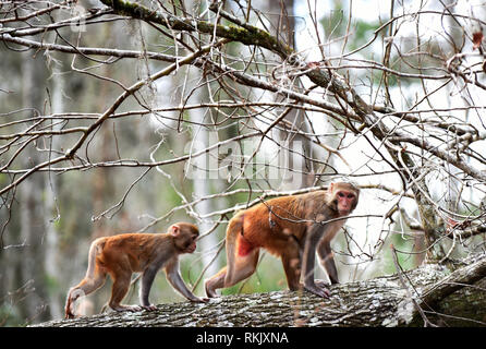 Silver Springs, Floride, USA. Feb 11 2019. Les singes macaques rhésus deux marcher sur un arbre le long de la rivière d'argent de Silver Springs State Park le 11 février 2019 à Silver Springs, en Floride. Le parc abrite au moins 300 des primates, qui sont originaire d'Asie et sont des descendants d'un petit groupe d'animaux qui s'enfuit dans la forêt après avoir été portées à la région dans les années 1930 et 1940 comme une attraction touristique. Crédit : Paul Hennessy/Alamy Live News Banque D'Images