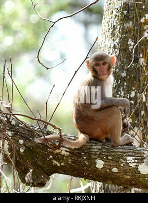 Silver Springs, Floride, USA. Feb 11 2019. Un singe macaque rhésus est assis sur un arbre le long de la rivière d'argent de Silver Springs State Park le 11 février 2019 à Silver Springs, en Floride. Le parc abrite au moins 300 des primates, qui sont originaire d'Asie et sont des descendants d'un petit groupe d'animaux qui s'enfuit dans la forêt après avoir été portées à la région dans les années 1930 et 1940 comme une attraction touristique. Crédit : Paul Hennessy/Alamy Live News Banque D'Images