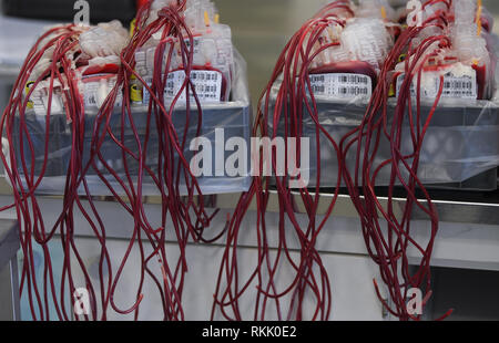 11 février 2019, Hessen, Frankfurt/Main : sacs de concentré érythrocytaire (globules rouges) sont placés dans une boîte au service de don de sang DRK après le tri selon les groupes sanguins. Photo : Arne Dedert/dpa Banque D'Images