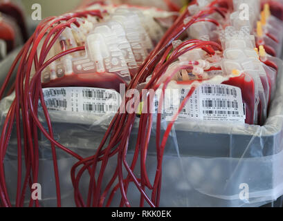 11 février 2019, Hessen, Frankfurt/Main : sacs de concentré érythrocytaire (globules rouges) sont placés dans une boîte au service de don de sang DRK après le tri selon les groupes sanguins. Photo : Arne Dedert/dpa Banque D'Images