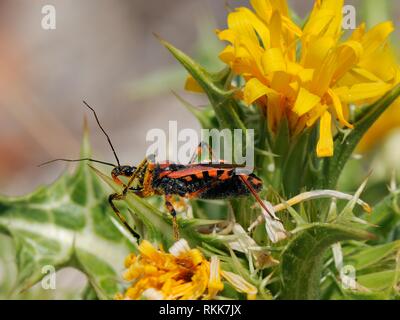 Bug assassin rouge (Rhynocoris iracundus) en attente d'une proie sur le laiteron (Sonchus asper), garrigue côtières de calcaire, province de Zadar, Croatie. Banque D'Images