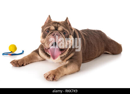 American bully in front of white background Banque D'Images