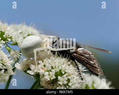 Forme de crabe blanc Verge d'araignée (Misumenia vatia) camouflé sur fleurs en ombelles crocs de couler la tête d'un grand cheval fly, Corse, France. Banque D'Images