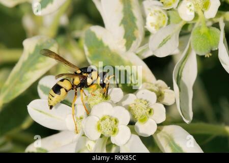 Potter (Euodynerus guêpe sp.) qui se nourrissent de l'euphorbe ésule (Euphorbia marginata panachée) fleurs, Lesbos Mytilène/, en Grèce, en août. Banque D'Images