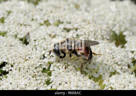 Hoverfly (Merodon avidus) Alimentation à partir de la carotte sauvage / Carotte (Daucus carota) fleurs, Lesbos, Grèce, Lesbos / Mai. Banque D'Images